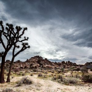 joshuatree1